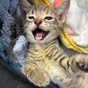 Anni-Frid -  Domestic Short Hair Cat for Adoption in Madison, Wisconsin - Anni-Frid | PetCurious