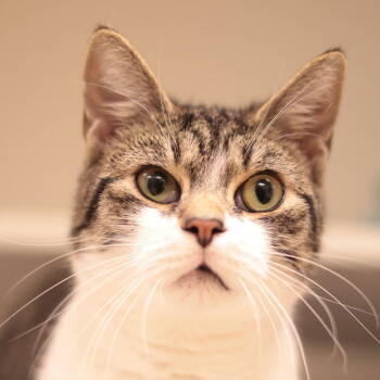 Rescue Domestic Short Hair Cats for Adoption in Philadelphia, Pennsylvania - Bingo | PetCurious