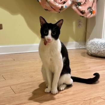 Rescue Domestic Short Hair Cats for Adoption in Washington, District Of Columbia - Basmati | PetCurious