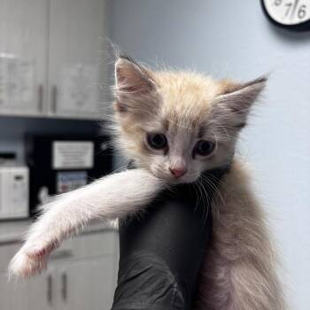 Grimace -  Domestic Medium Hair Cat for Adoption in Riverside, California - Grimace | PetCurious