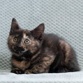 Domestic Short Hair Cats Available for Adoption in Sunnyvale, California - Oolong (purple) | PetCurious