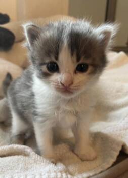 Deborah -  Domestic Short Hair Cat for Adoption in Watkinsville, Georgia - Deborah | PetCurious