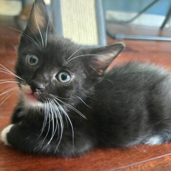 Domestic Short Hair Cats Available for Adoption in Austin, Texas - Honeysuckle Vine 6 | PetCurious