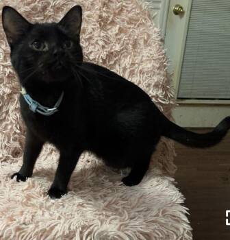 Rescue Domestic Short Hair Cats for Adoption in Columbia, South Carolina - Paprika | PetCurious