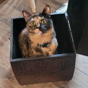 Ducky -  Domestic Short Hair Cat for Adoption in Layton, Utah - Ducky | PetCurious
