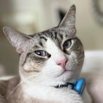 Domestic Medium Hair Cats Available for Adoption in Jupiter, Florida - Louie | PetCurious