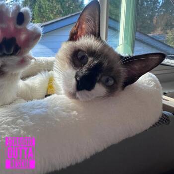 Churro -  Siamese Cat for Adoption in Vancouver, British Columbia - Churro | PetCurious