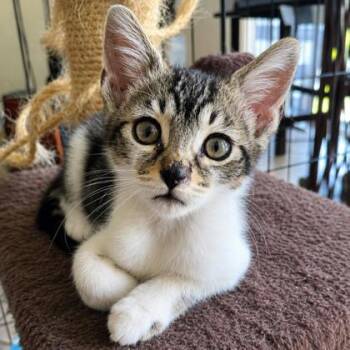 Jessie -  Domestic Short Hair Cat for Adoption in Fort Worth, Texas - Jessie | PetCurious