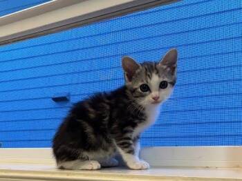 Butterfinger -  Domestic Short Hair Cat for Adoption in Raleigh, North Carolina - Butterfinger | PetCurious