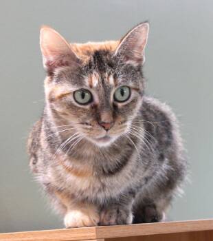 Foxy -  Domestic Short Hair Cat for Adoption in Minneapolis, Minnesota - Foxy | PetCurious
