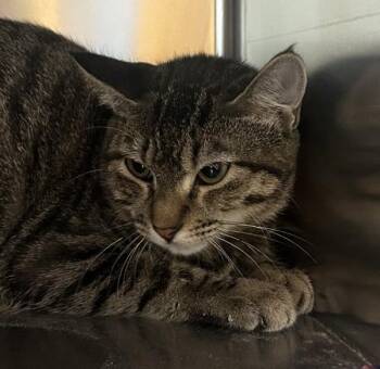Sal -  Domestic Short Hair Cat for Adoption in Golden, Colorado - Sal | PetCurious
