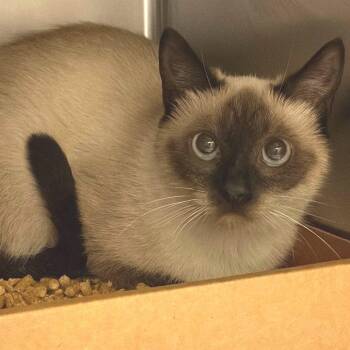 Ellie -  Siamese Cat for Adoption in Nashville, Tennessee - Ellie | PetCurious