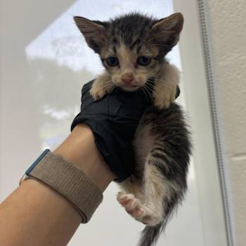 Flounder -  Domestic Short Hair Cat for Adoption in Corpus Christi, Texas - Flounder | PetCurious