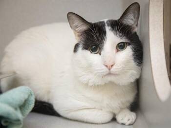 HARLEY -  Domestic Short Hair Cat for Adoption in Phoenix, Arizona - HARLEY | PetCurious