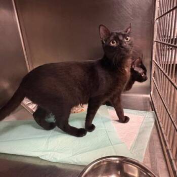 Grasshopper -  Domestic Short Hair Cat for Adoption in Fort Worth, Texas - Grasshopper | PetCurious