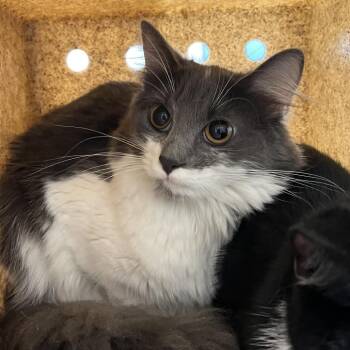Tito -  Domestic Medium Hair Cat for Adoption in Philadelphia, Pennsylvania - Tito | PetCurious