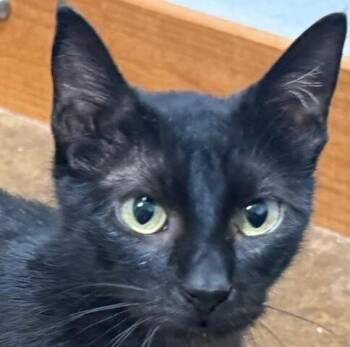 Heleena -  Domestic Short Hair Cat for Adoption in Fort Collins, Colorado - Heleena | PetCurious