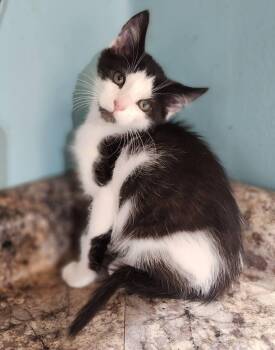 Rescue Tuxedo Cats for Adoption in Cosby, Tennessee - Dopey | PetCurious
