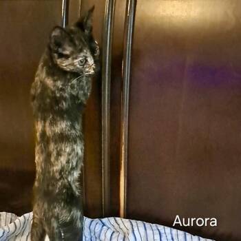 Aurora -  Domestic Short Hair Cat for Adoption in Groveland, Massachusetts - Aurora | PetCurious
