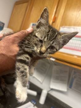 Rescue Domestic Short Hair Cats for Adoption in Lockhart, Texas - Princess Mashed Tater | PetCurious