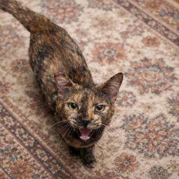 Domestic Short Hair Cats Available for Adoption in Hemet, California - Clara | PetCurious