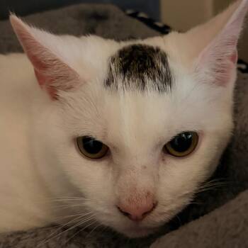 Domestic Short Hair Cats Available for Adoption - Jason | PetCurious