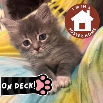 Ron Weasley -  Domestic Short Hair Cat Available for Adoption in Janesville, Wisconsin - Ron Weasley | PetCurious