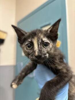 A1438710 -  Domestic Short Hair Cat for Adoption in Las Vegas, Nevada - A1438710 | PetCurious