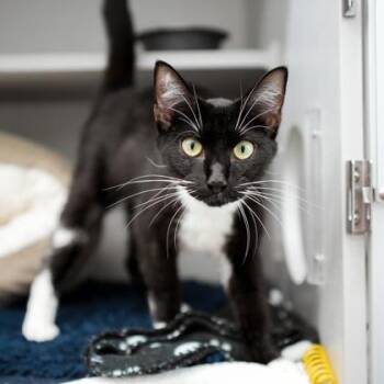 Elvista -  Domestic Short Hair Cat for Adoption in Atlanta, Georgia - Elvista | PetCurious