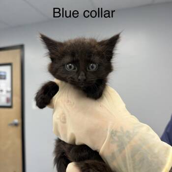 Beyond -  Domestic Short Hair Cat for Adoption in Watertown, New York - Beyond | PetCurious