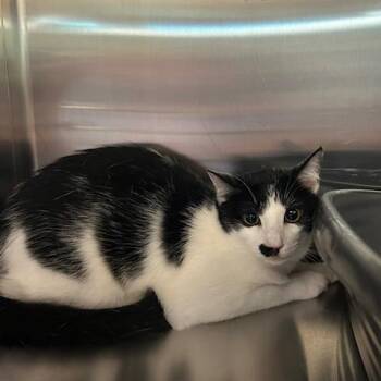 Domestic Short Hair Cats Available for Adoption in Knoxville, Tennessee - Pepper | PetCurious