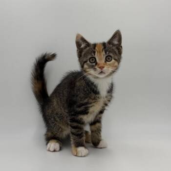 Finkelstein -  Domestic Short Hair Cat for Adoption in State College, Pennsylvania - Finkelstein | PetCurious