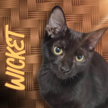 Wicket -  Domestic Short Hair Cat for Adoption in Aransas Pass, Texas - Wicket | PetCurious