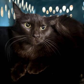 Bella -  Domestic Medium Hair Cat for Adoption in Los Angeles, California - Bella | PetCurious