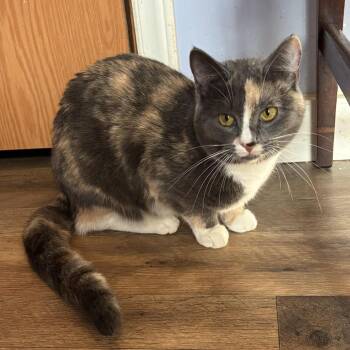 Domestic Short Hair Cats Available for Adoption - Pebbles | PetCurious