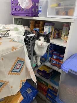 Clarendon FIV+ -  Domestic Short Hair Cat for Adoption in Trenton, New Jersey - Clarendon FIV+ | PetCurious