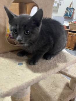 Rescue Russian Blue Cats for Adoption in Kell, Illinois - Winchester | PetCurious