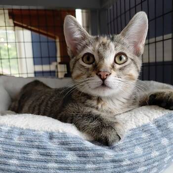 Mini -  Domestic Short Hair Cat for Adoption in Littleton, New Hampshire - Mini | PetCurious