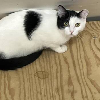 Jasmine -  Domestic Short Hair Cat for Adoption in Sandy Springs, Georgia - Jasmine | PetCurious
