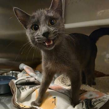 Rescue Domestic Short Hair Cats for Adoption in Port Townsend, Washington - Ms. Piggy | PetCurious