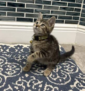 American Shorthair and Calico Cats Available for Adoption in Maitland, Florida - Muffin | PetCurious