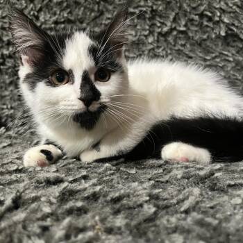 Chrissy -  Domestic Medium Hair Cat for Adoption - Chrissy | PetCurious