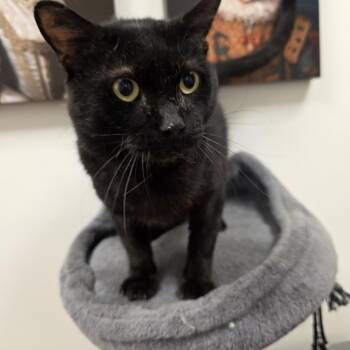 Kaloo - Meet me at the Burnsville PetSmart -  Domestic Short Hair Cat for Adoption in Farmington, Minnesota - Kaloo - Meet Me At The Burnsville PetSmart | PetCurious