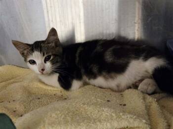 JORDY -  Domestic Short Hair Cat for Adoption in Martinez, California - JORDY | PetCurious