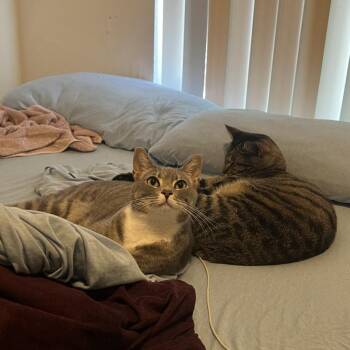 Drew -  Domestic Short Hair Cat for Adoption in Sunnyvale, California - Drew | PetCurious