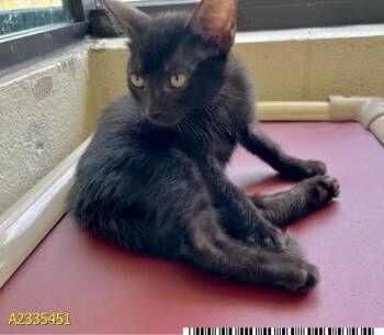 NINO -  Domestic Short Hair Cat for Adoption in West Palm Beach, Florida - NINO | PetCurious