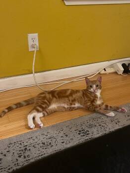 Rescue Domestic Short Hair Cats for Adoption in San Jose, California - Sulley | PetCurious