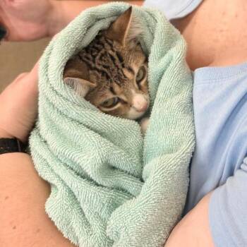 Garrett -  Domestic Short Hair Cat for Adoption in Winchester, Virginia - Garrett | PetCurious