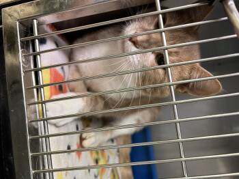 Donald -  Domestic Short Hair Cat for Adoption in Sparta, North Carolina - Donald | PetCurious