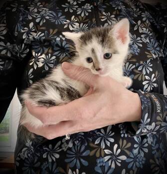 Domestic Short Hair Cats Available for Adoption in Hershey, Pennsylvania - Jethro Tull | PetCurious